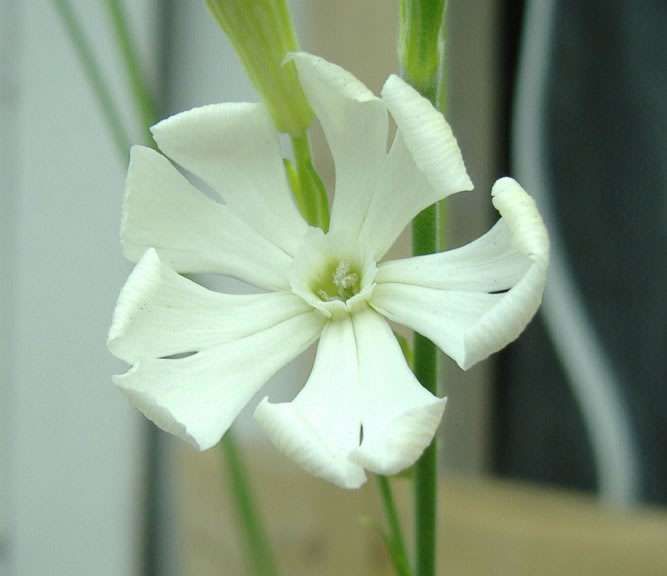 African dream root - 10 seeds (silene capensis)